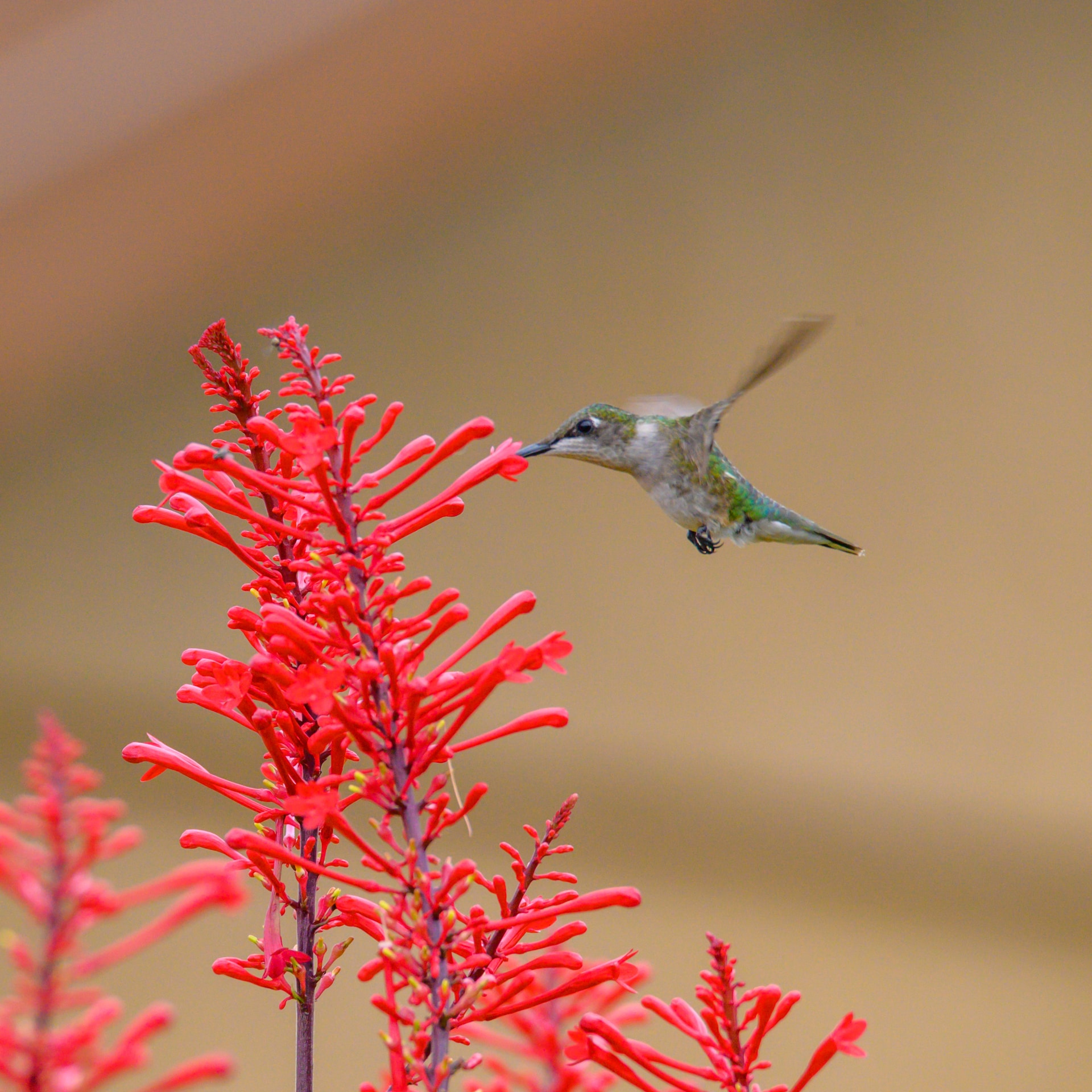 Hummingbird Pollinating Flower