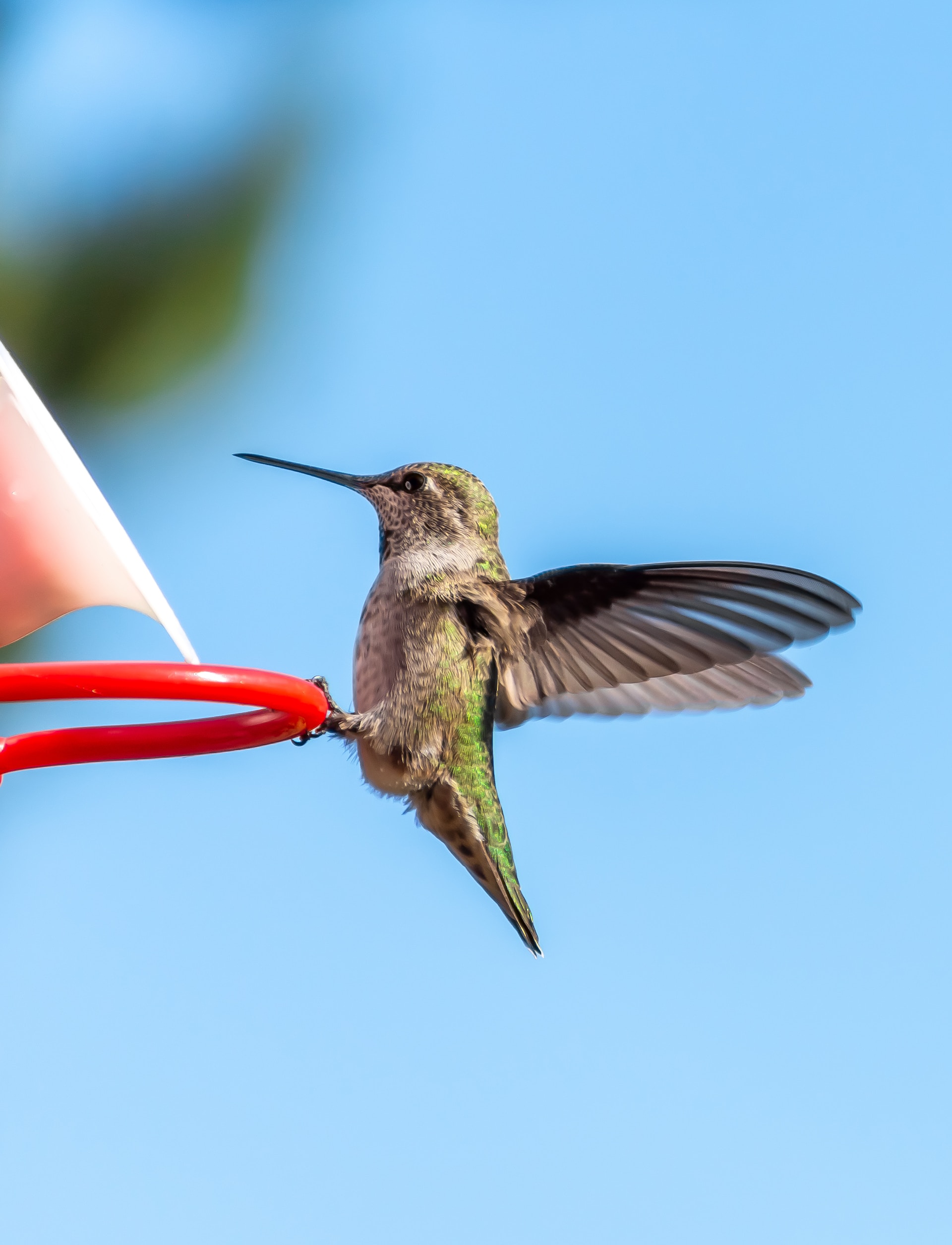 Hummingbird mid-flight