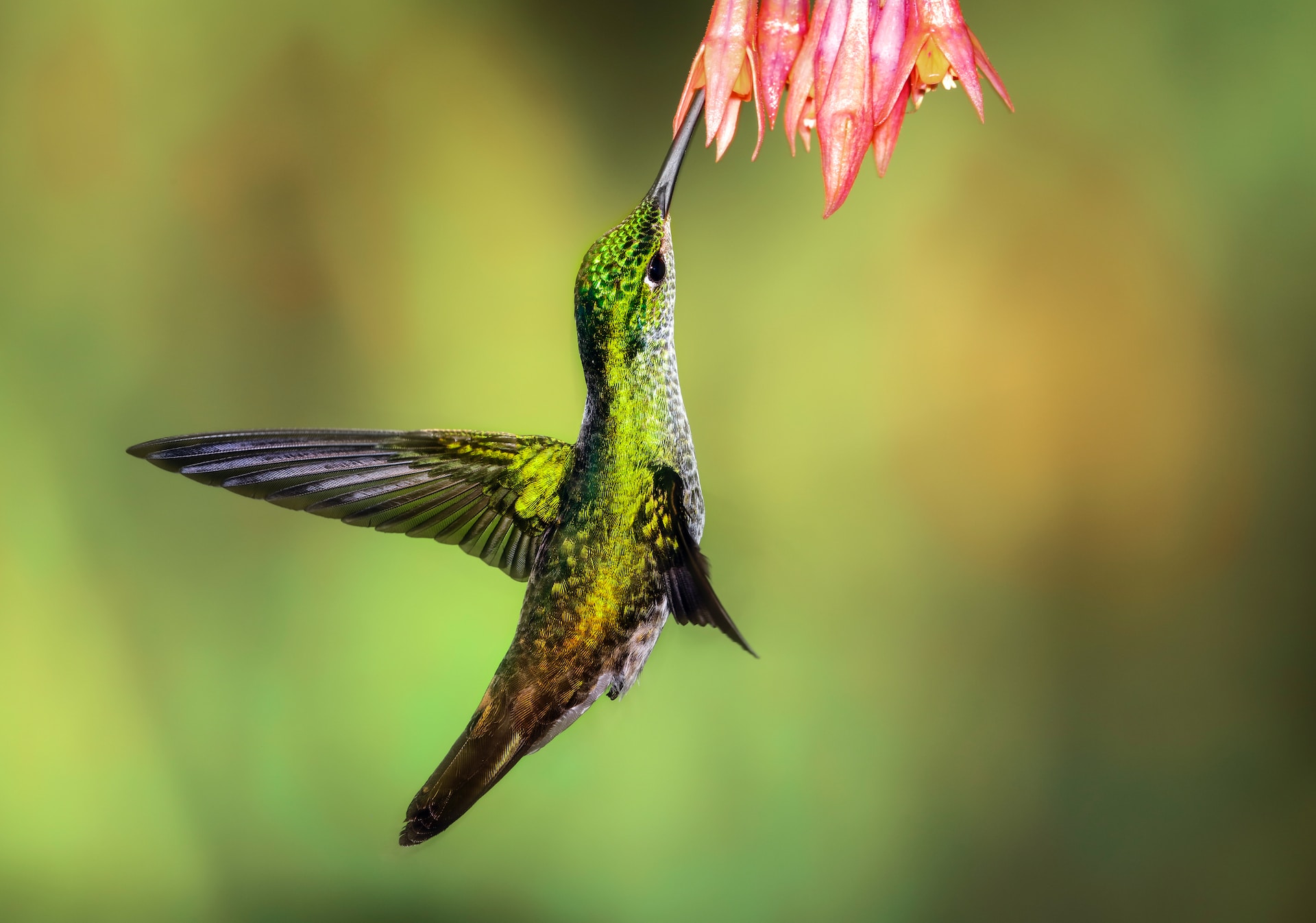 Hummingbird navigating danger