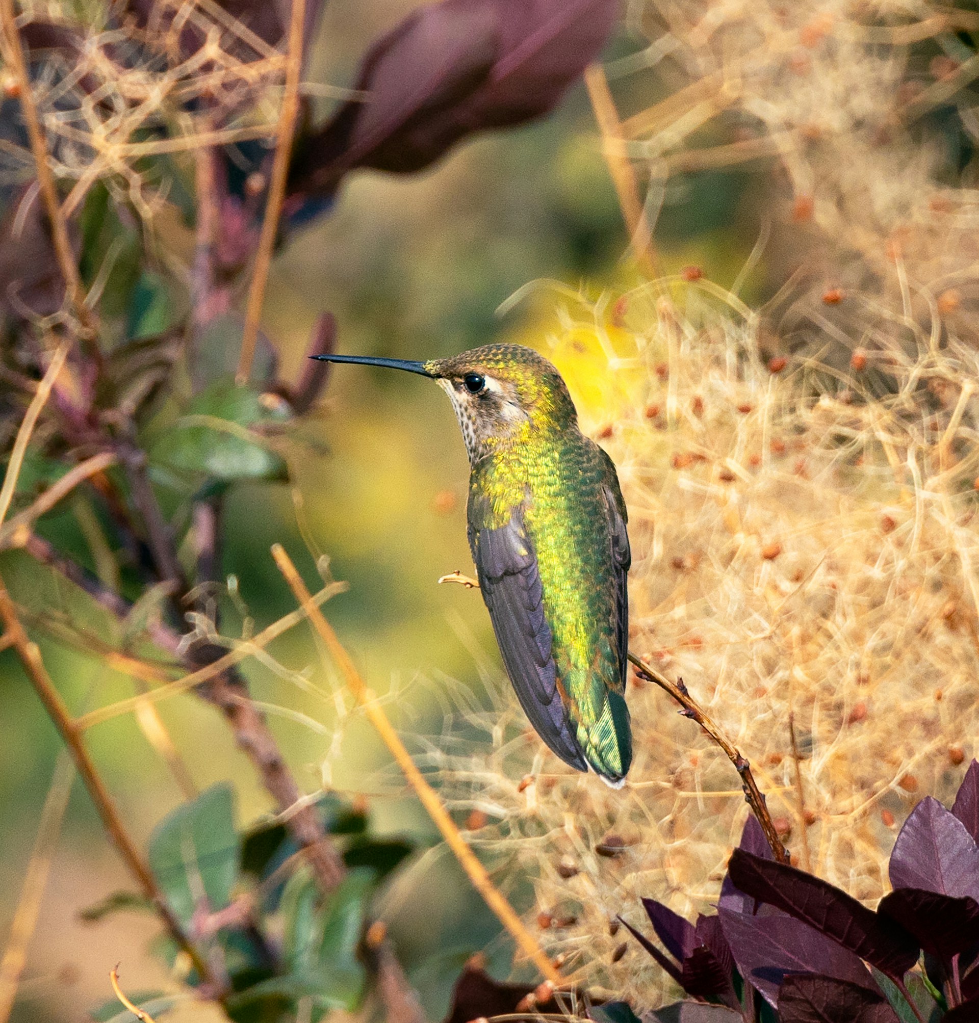 Hummingbird perching