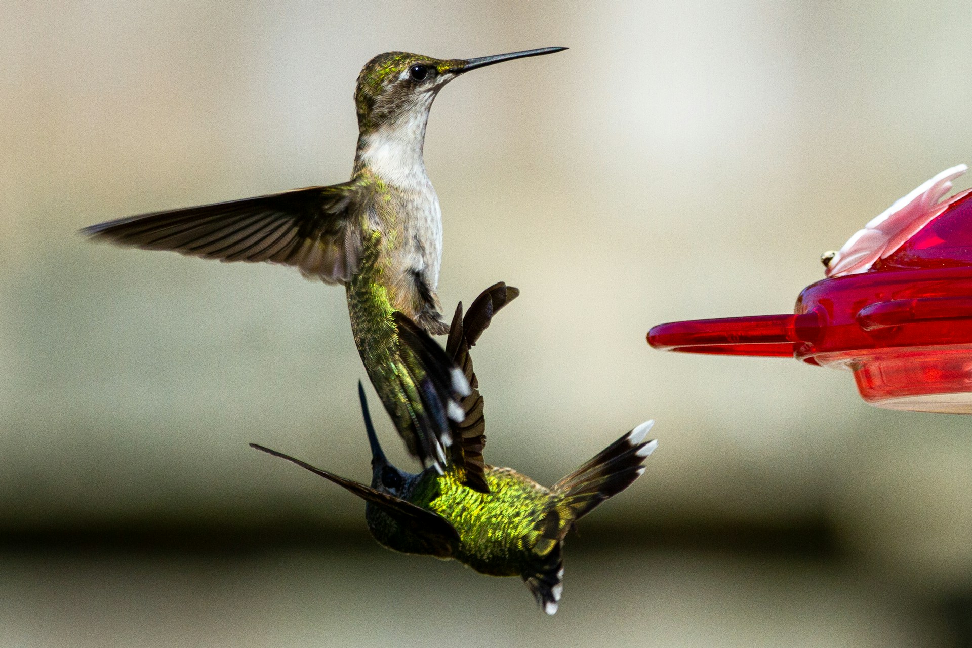 Hummingbirds fighting