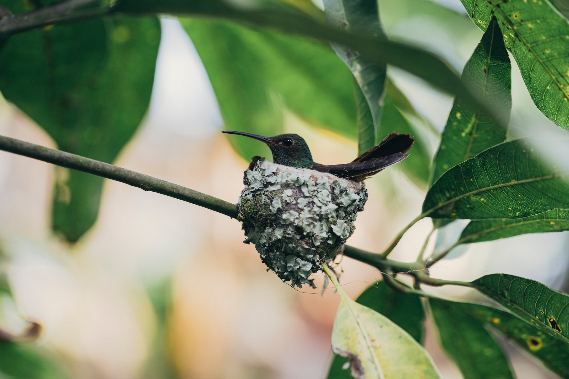 Hummingbirds in garden.