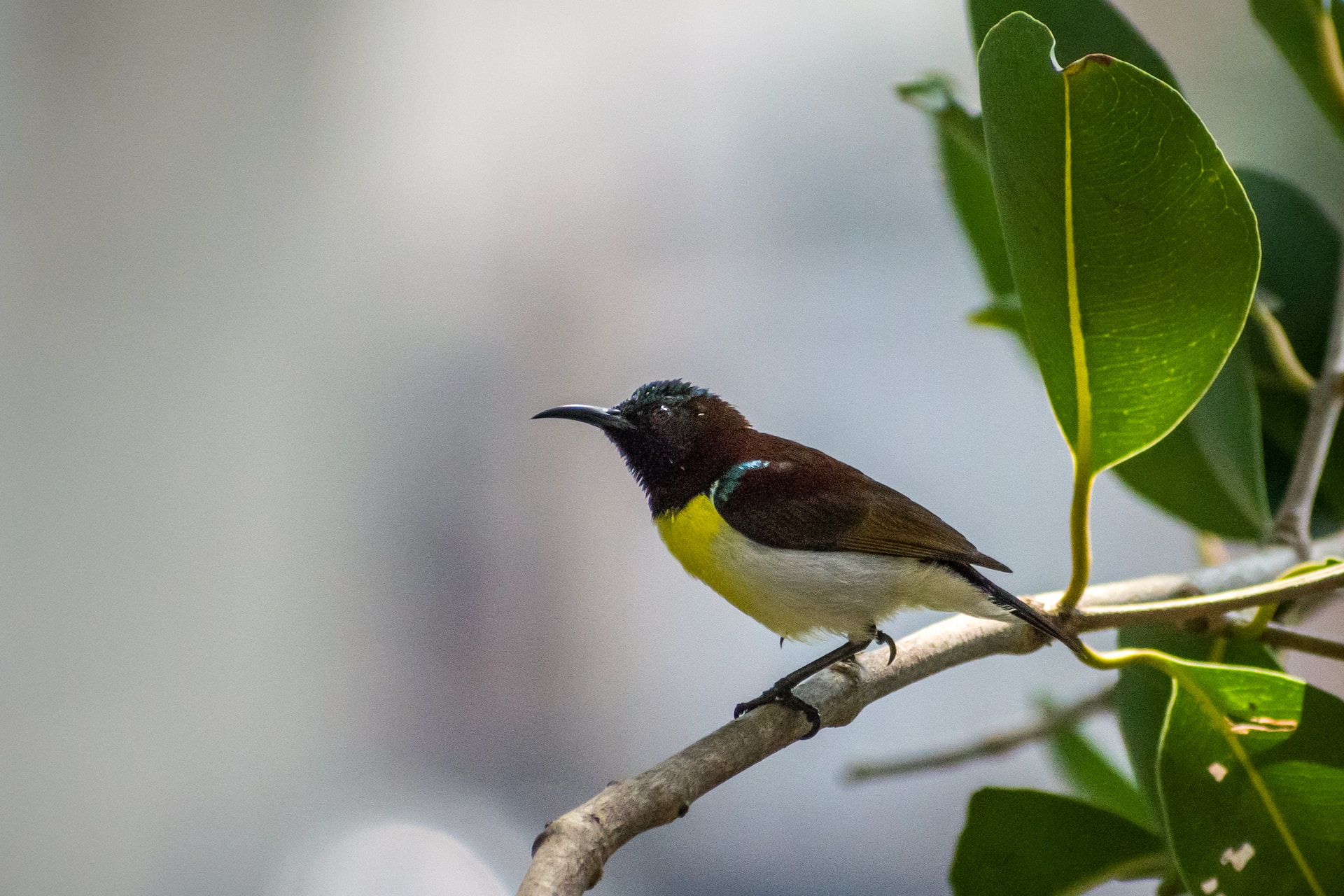 Hummingbirds species