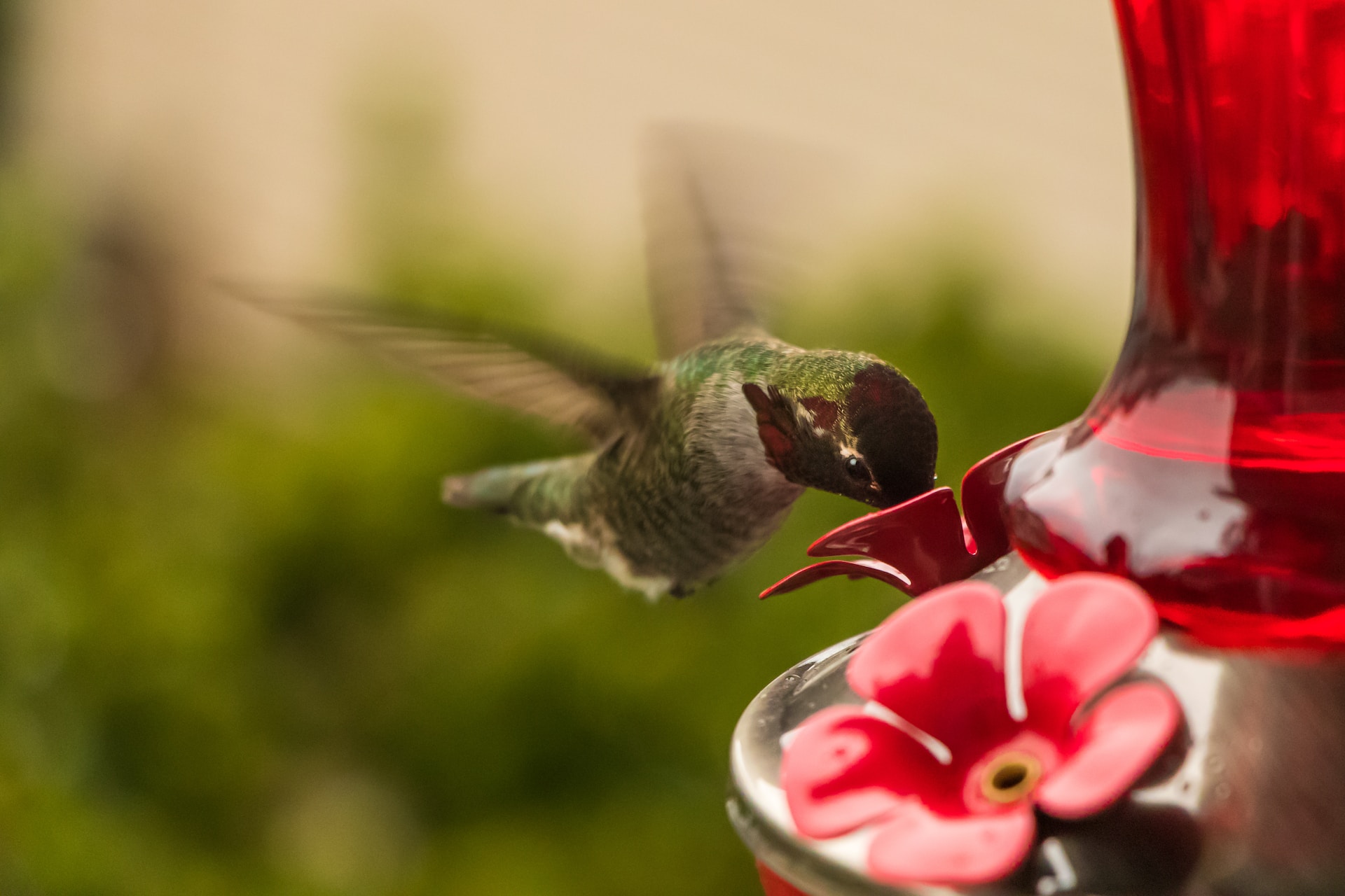 Red hummingbird feeder