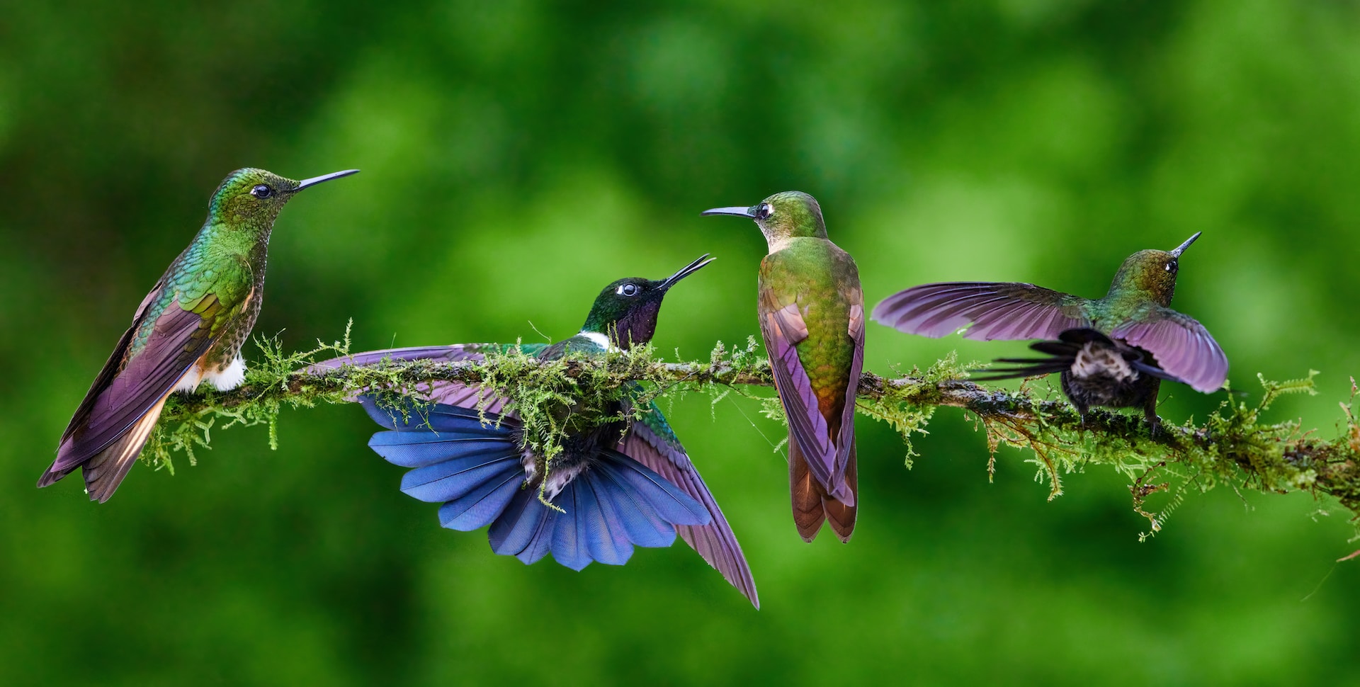 group of hummingbirds