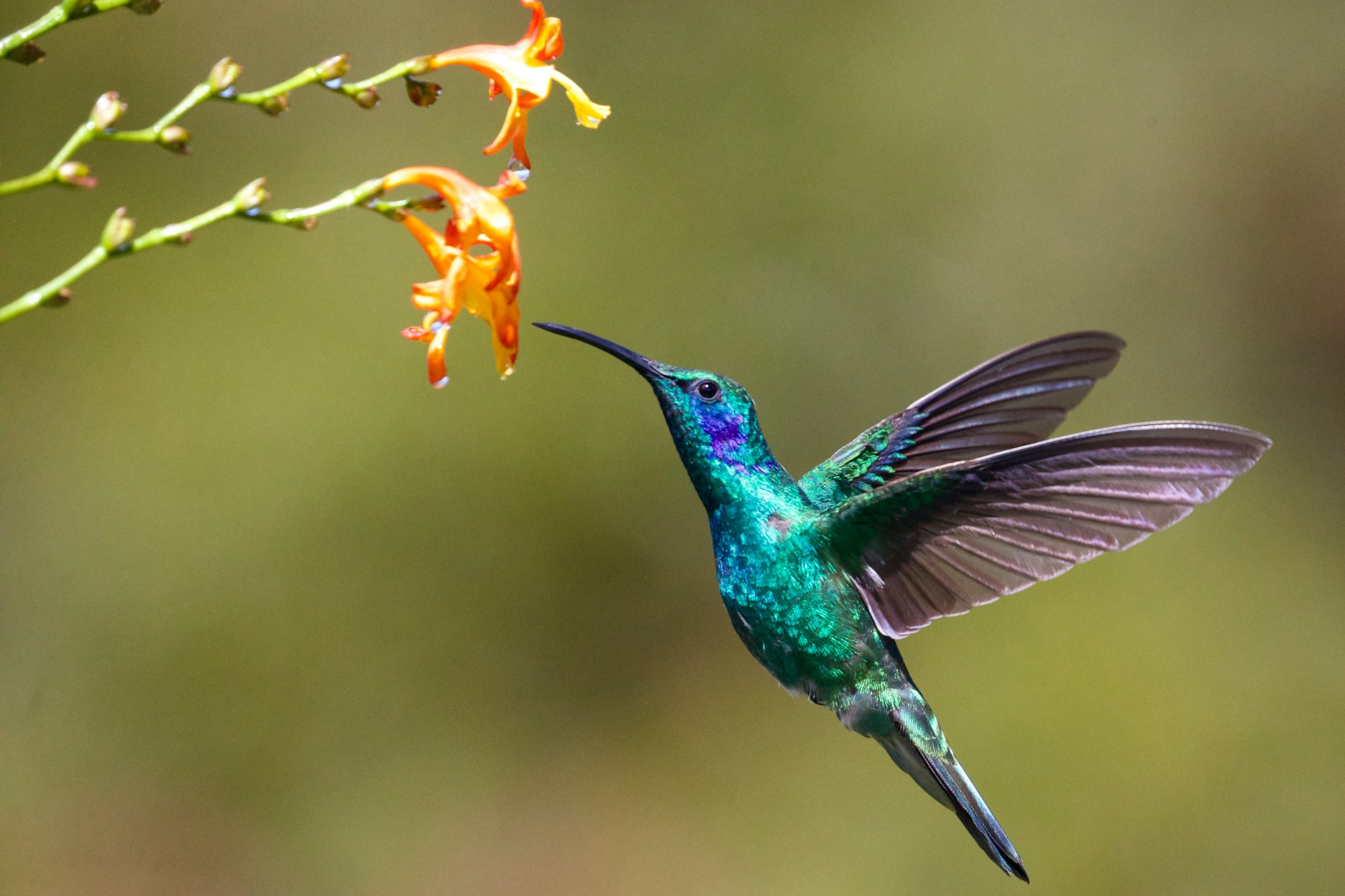 hummingbird-friendly rain gardens