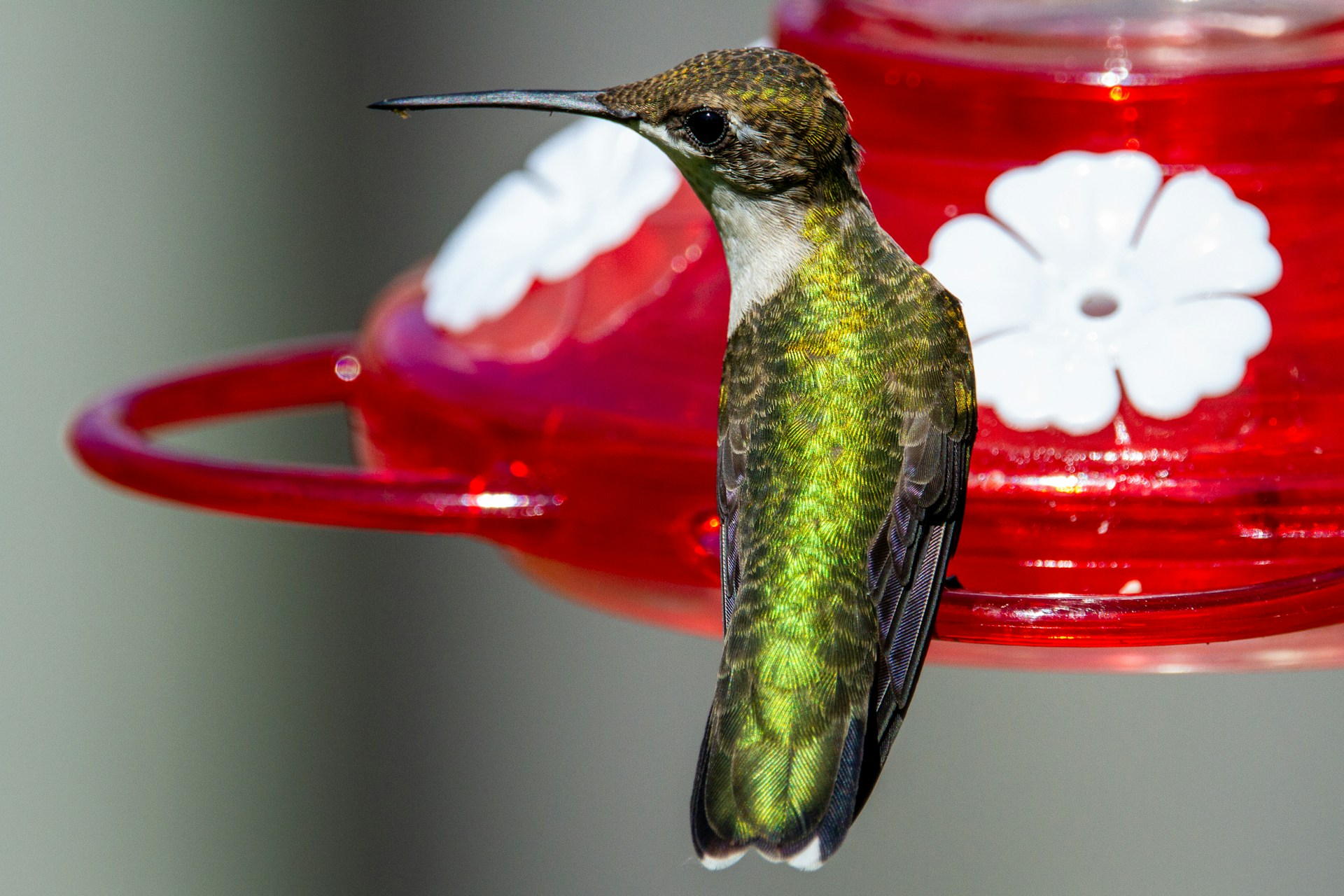 territorial behavior of hummingbirds