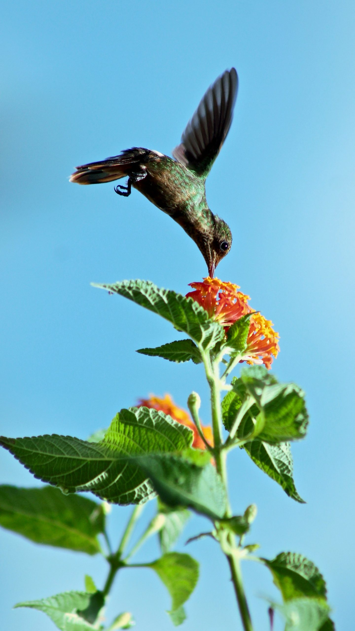 hummingbird feeder