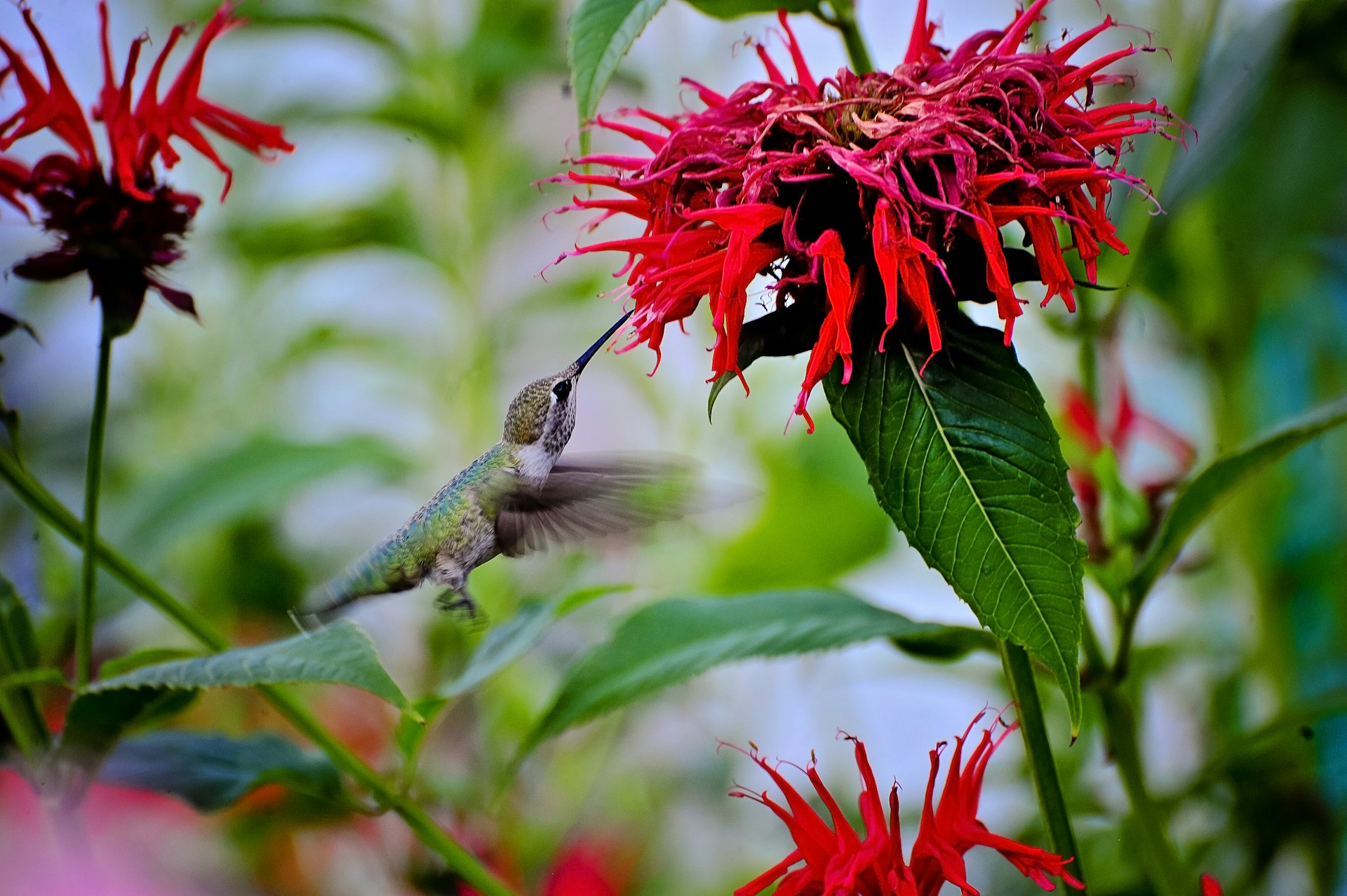 hummingbird nectar